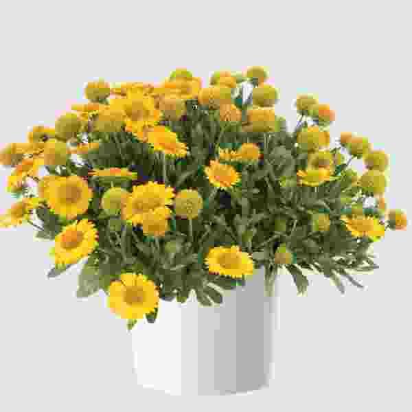 gaillardia-gusto-lemon-gaillardia-1724946973.jpg