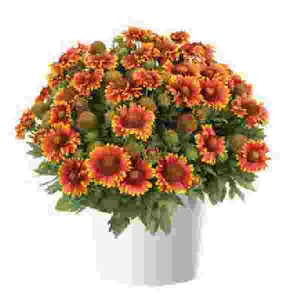 gaillardia-gusto-sweet-chili-gaillardia-1724947058.jpg
