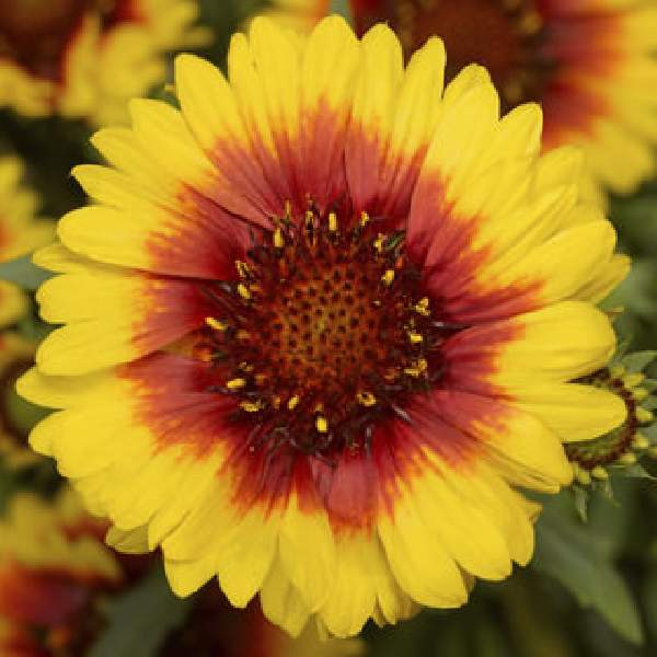 gaillardia-sunrita-yellow-red-ring-gaillardia-1659464923.jpg