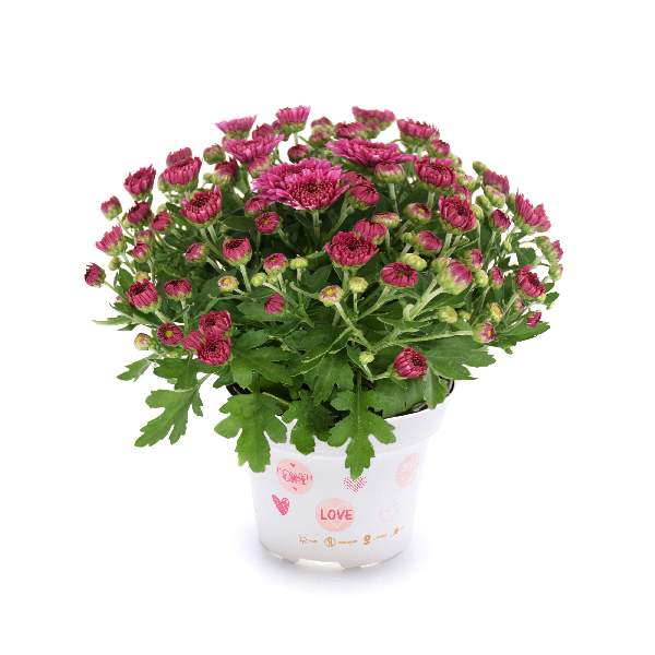 garden-mum-soul-sister-dark-pink-garden-mums-1713382254.jpg