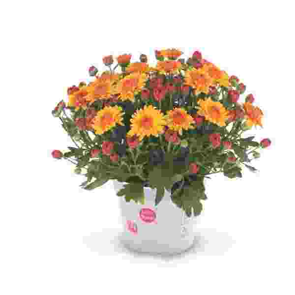 garden-mum-soul-sister-orange-garden-mums-1713383808.jpg