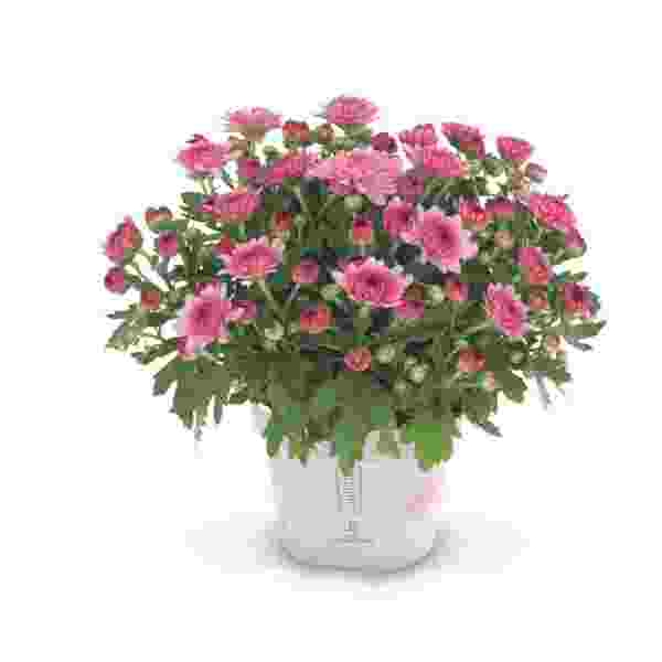 garden-mum-soul-sister-pink-garden-mums-1713383821.jpg