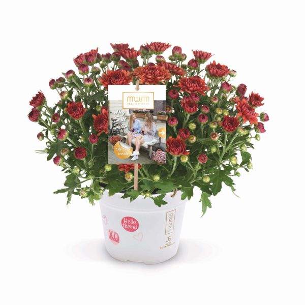garden-mum-soul-sister-red-garden-mums-1713383313.jpg
