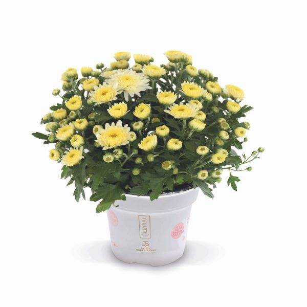 garden-mum-soul-sister-white-garden-mums-1713383510.jpg