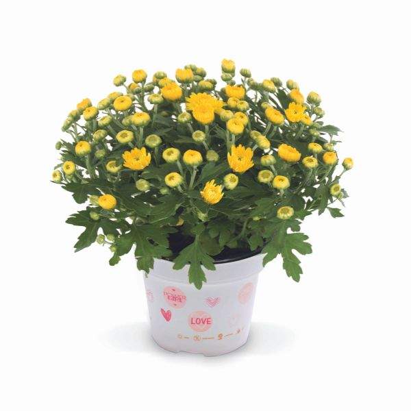 garden-mum-soul-sister-yellow-garden-mums-1713383792.jpg