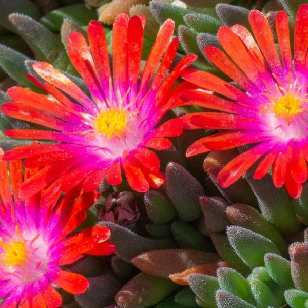 DELOSPERMA JEWEL OF DESERT GARNET