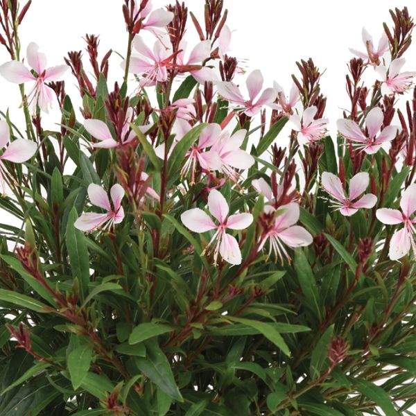 Gaura
