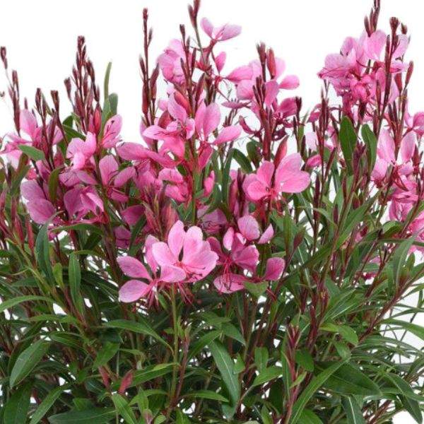 gaura-steffi-dark-rose-guara-1659470076.jpg