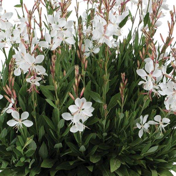 gaura-steffi-white-guara-1659470098.jpg