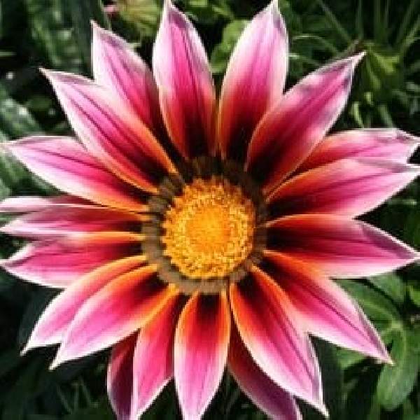 Gazania