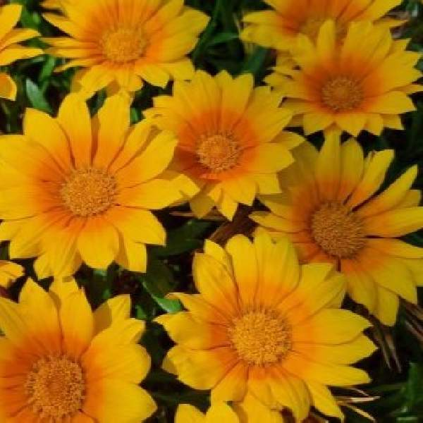 Gazania Suncarpet