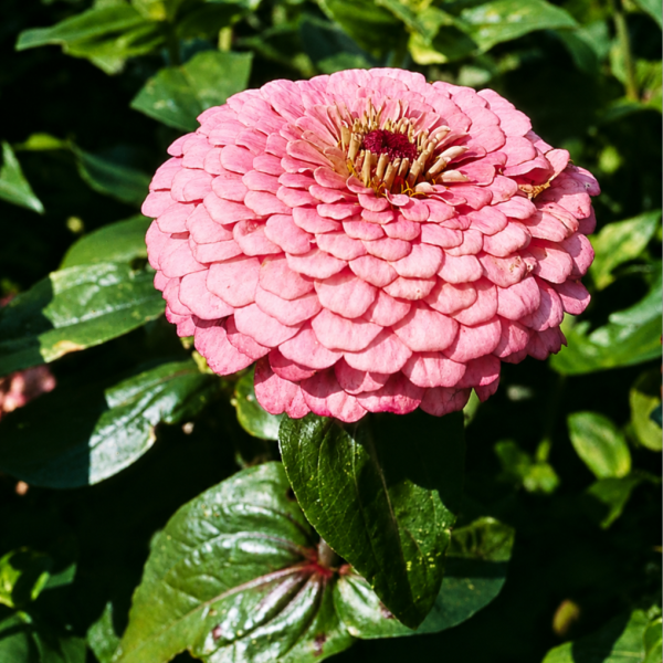 Image Of Zinnia Benarys Giant Bright Pink