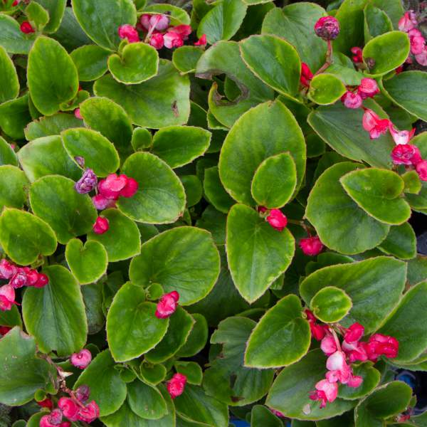 Begonia Double Geneva Red