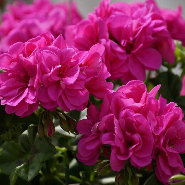 geranium-ivy-great-balls-of-fire-blue-geranium.jpg