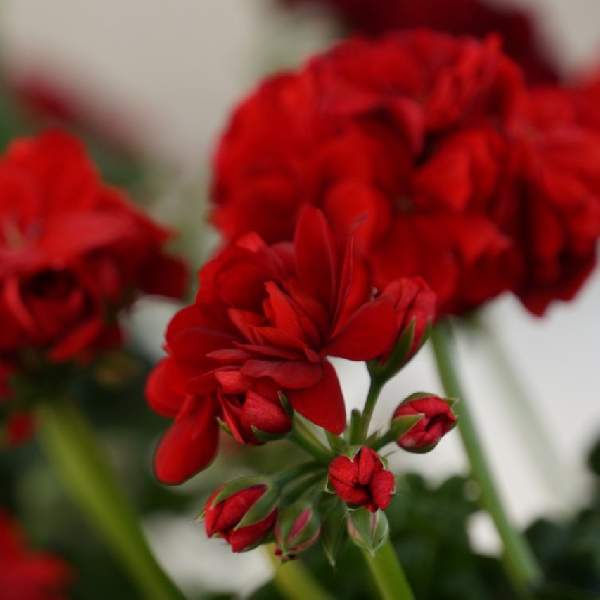 geranium-ivy-great-balls-of-fire-dark-red-geranium.jpg
