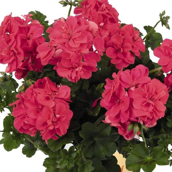 geranium-ivy-great-balls-of-fire-melon-geranium.jpg