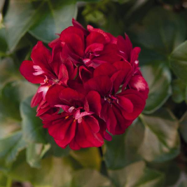 geranium-ivy-great-balls-of-fire-merlot-geranium.jpg
