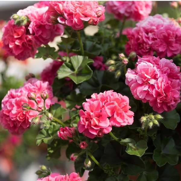 geranium-ivy-great-balls-of-fire-pink-geranium.jpg