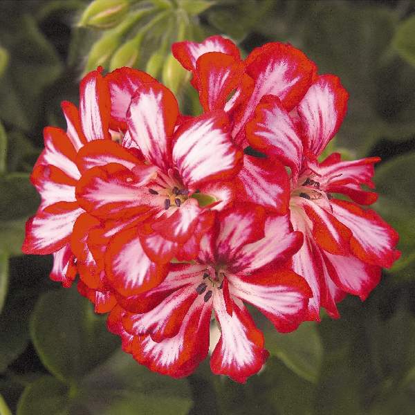 geranium-ivy-great-balls-of-fire-stars-and-stripes-geranium.jpg