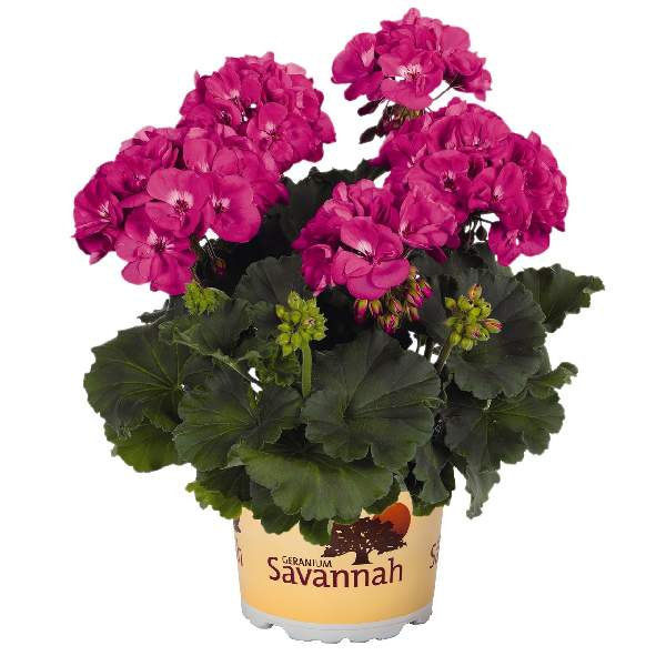 geranium-savannah-blue-geranium-1659468684.jpg