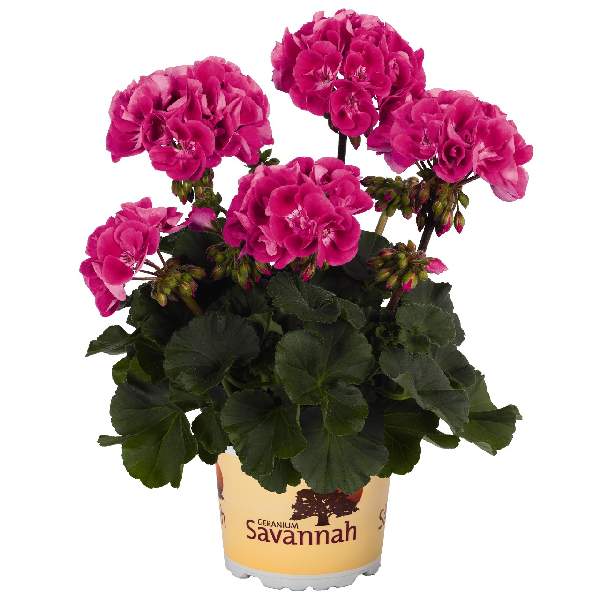 GERANIUM SAVANNAH HOT PINK SIZZLE