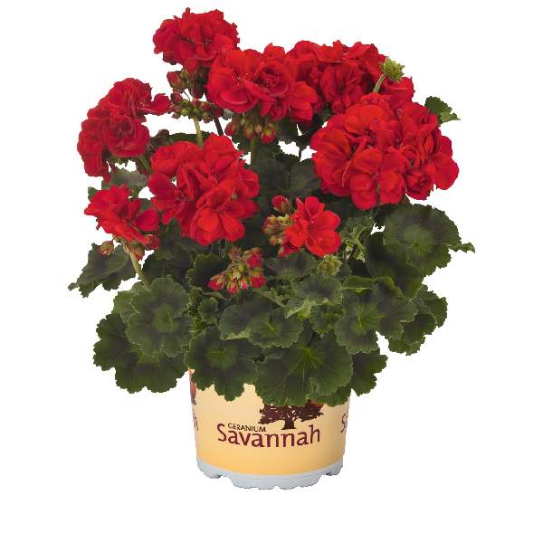 geranium-savannah-hot-rod-red-geranium-1659469008.jpg