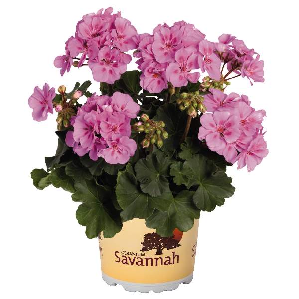 GERANIUM SAVANNAH LAVENDER SPLASH