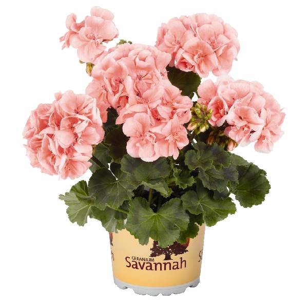 geranium-savannah-light-salmon-geranium-1659468775.jpg