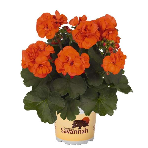 GERANIUM SAVANNAH OH SO ORANGE