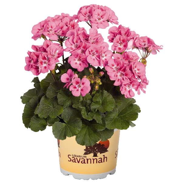 geranium-savannah-pink-geranium-1659468900.jpg