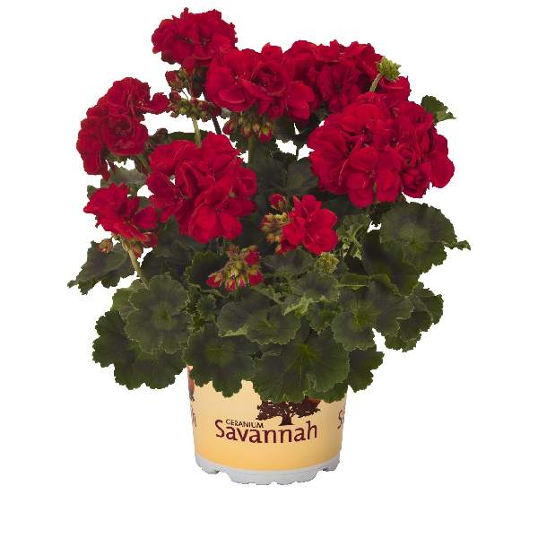 geranium-savannah-really-red-geranium-1659468933.jpg