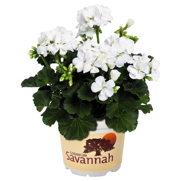 GERANIUM SAVANNAH WHITE