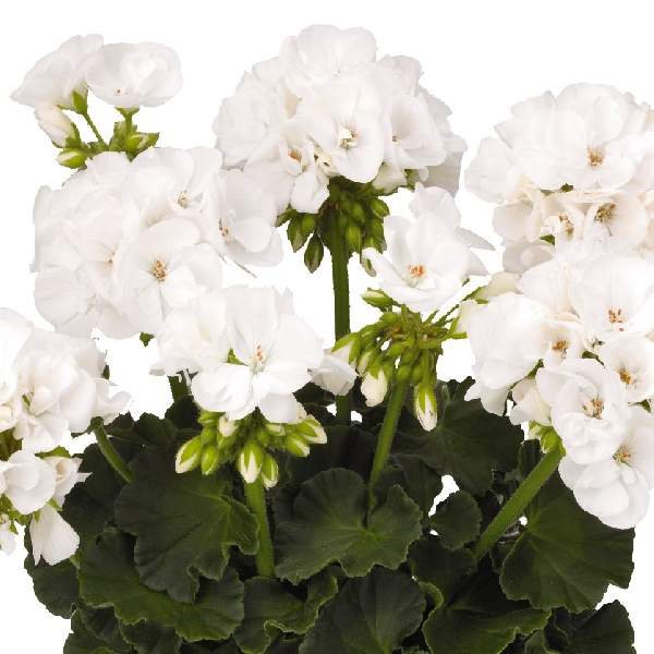geranium-zonal-maestro-idols-white-geranium.jpg