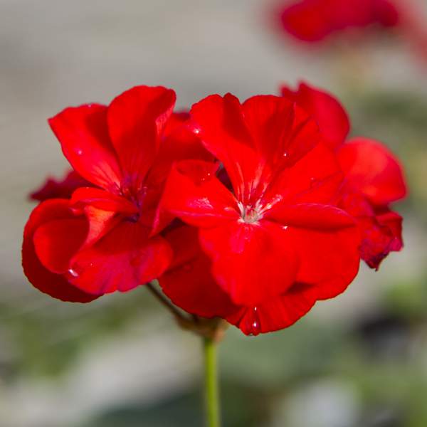 geranium-zonal-patriot-bright-red.jpg
