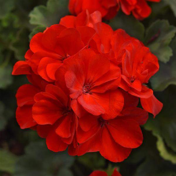 GERANIUM ZONAL PATRIOT RED IMPROVED