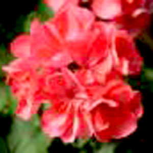 geranium_patriot_salmon-WEB.jpg