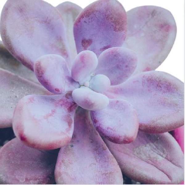Graptopetalum
