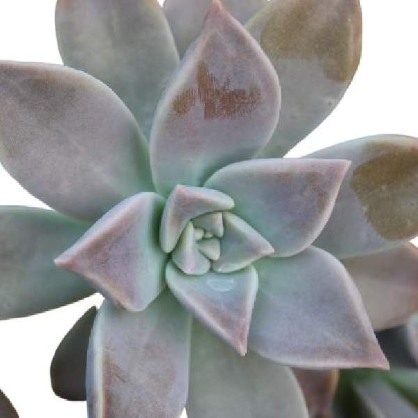 graptopetalum-paraquayense-succulent-1661868949.jpg