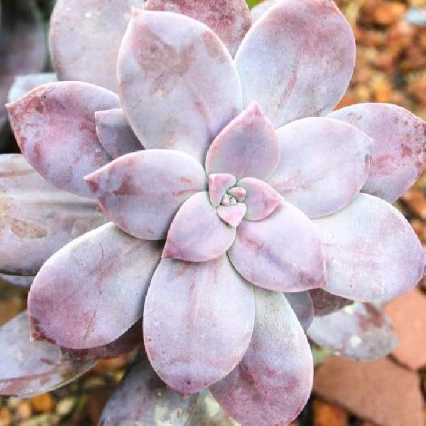 Wholesale Graptopetalum Succulent Starter Plants