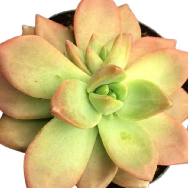 Graptosedum