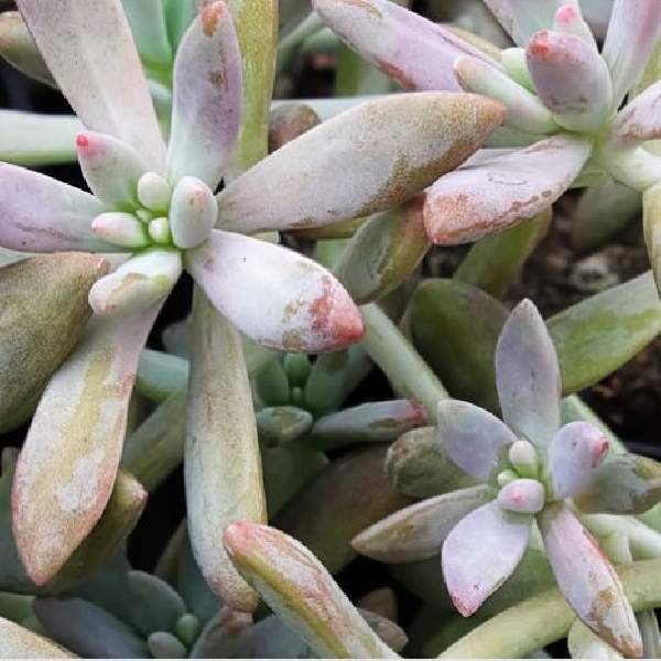 Graptosedum Darley Sunshine