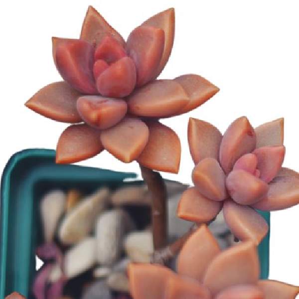 Graptosedum Vera Higgins Red