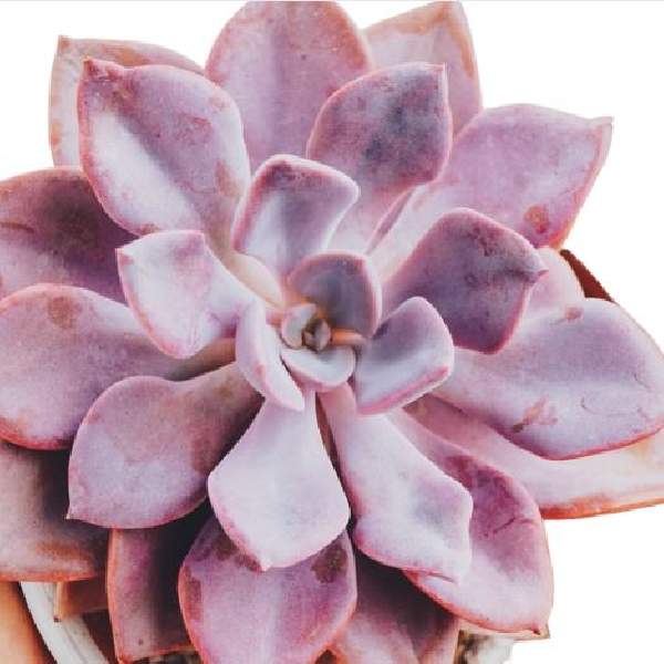 Graptoveria