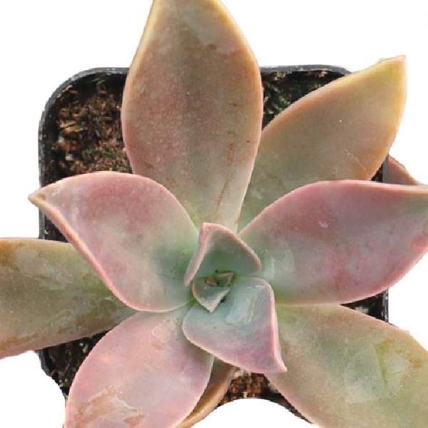 Graptoveria hybrid Fred Ives