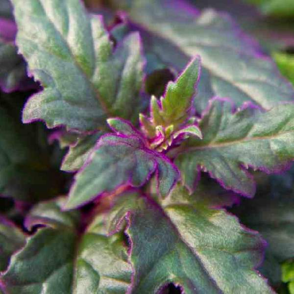 Wholesale Gesneriad Houseplant Starter Plants