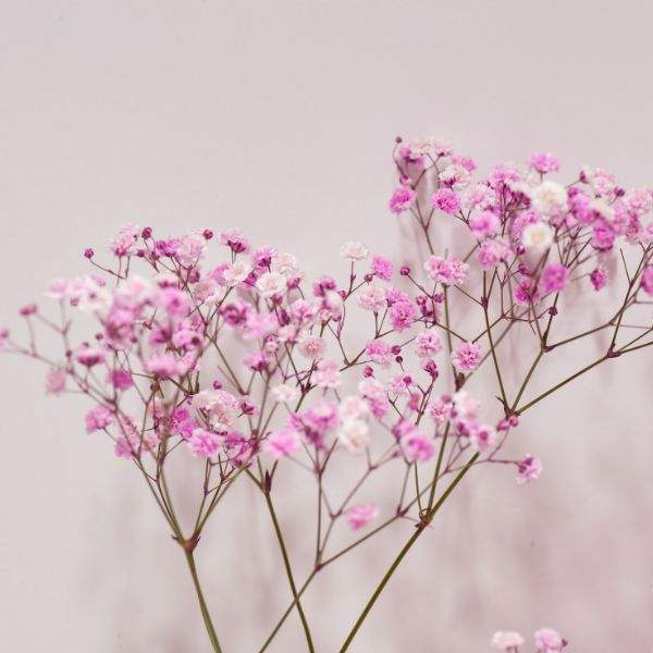 Gypsophila
