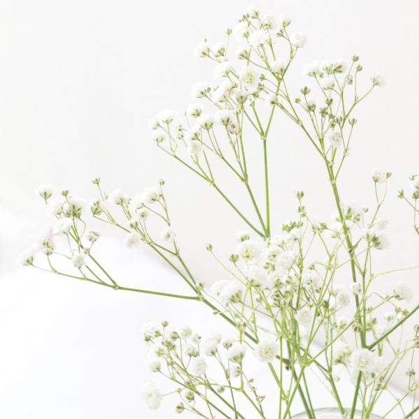 GYPSOPHILA FESTIVAL WHITE FLARE