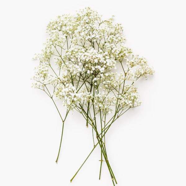 GYPSOPHILA FESTIVAL WHITE
