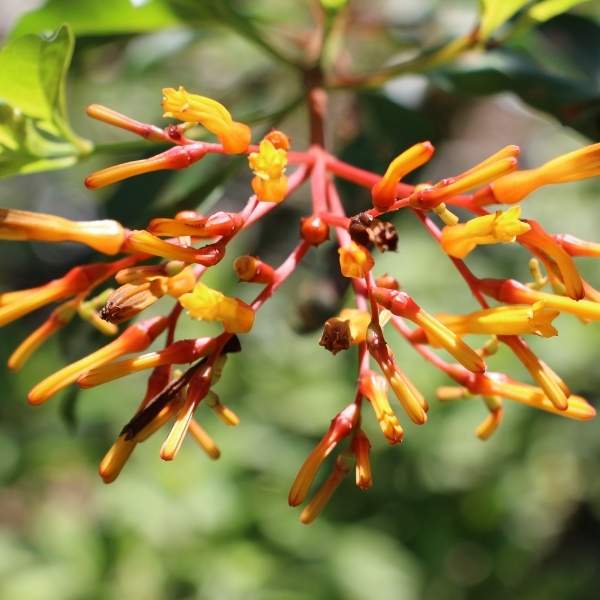 HAMELIA PATENS RED