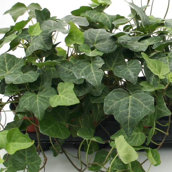 Hedera Helix Ivy